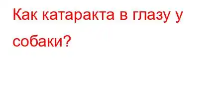 Как катаракта в глазу у собаки?